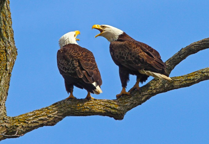 BE bwr 10 IMG_3011 v3