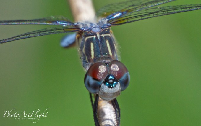 Dragonfly 5