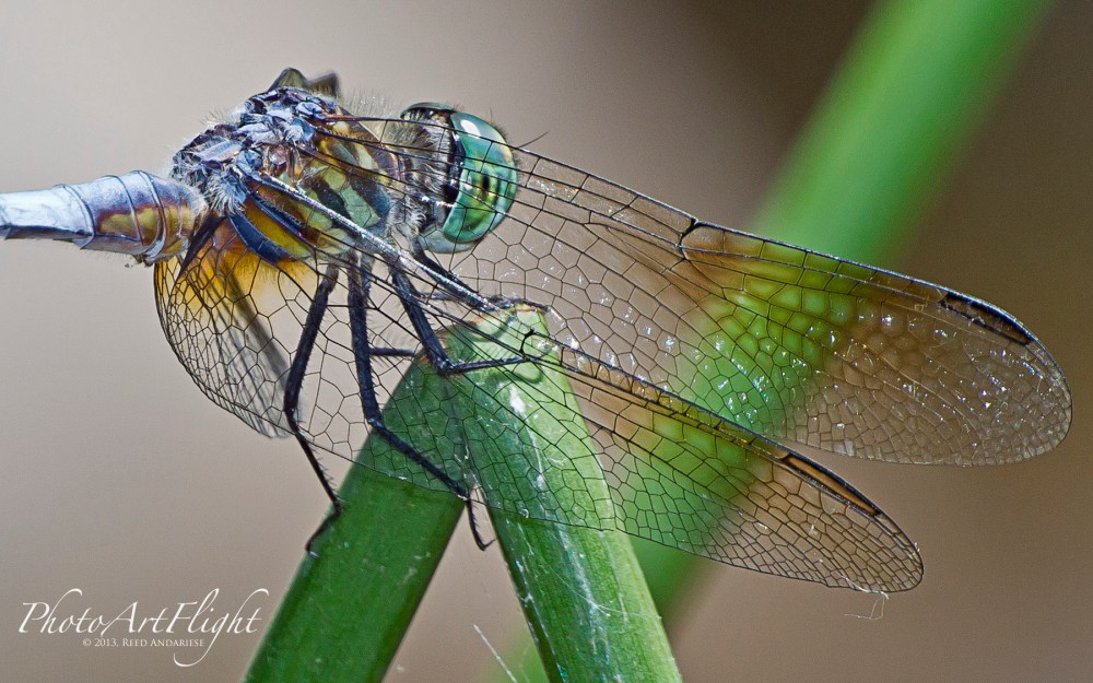 Dragonfly 6