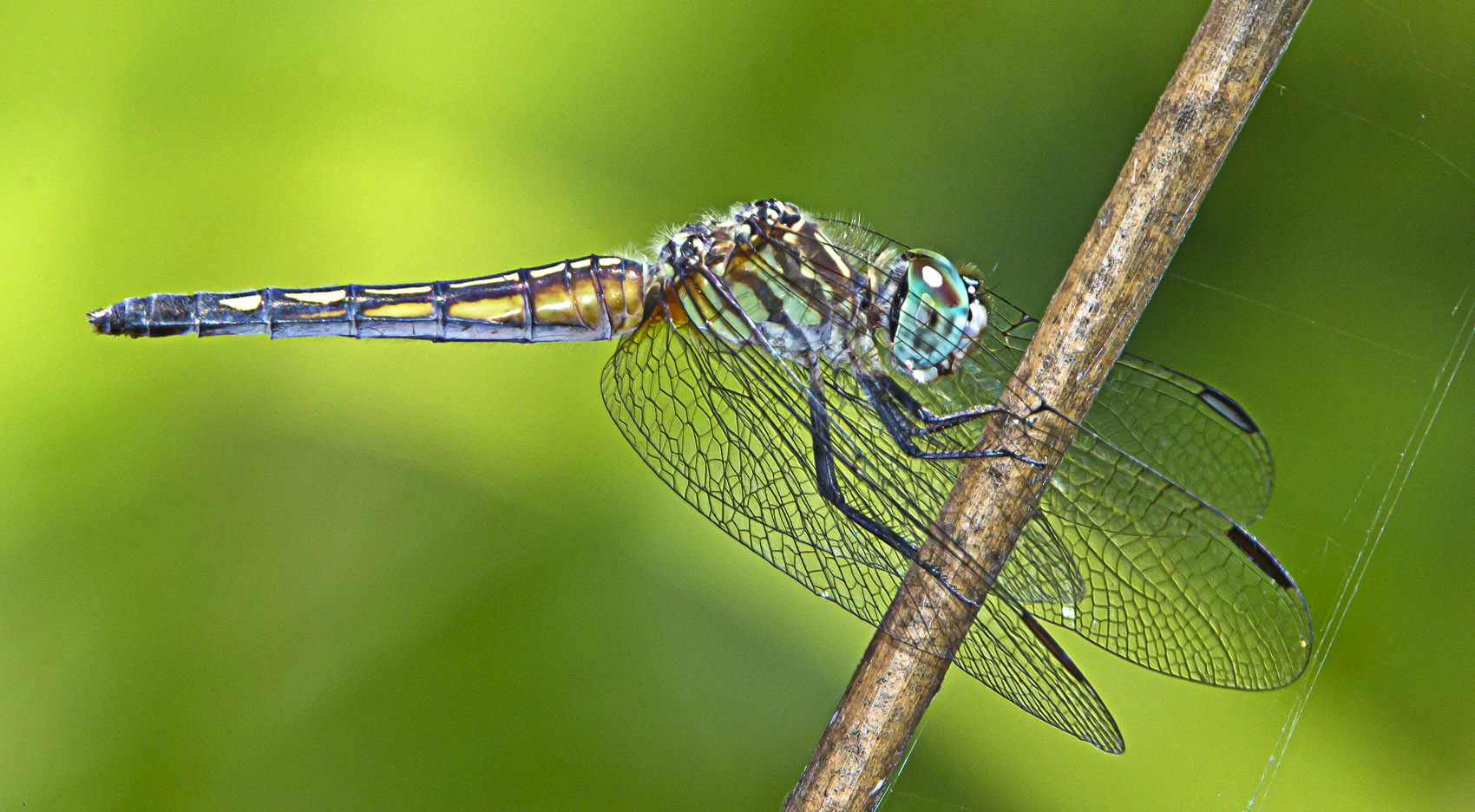Blue Dasher at my Pond