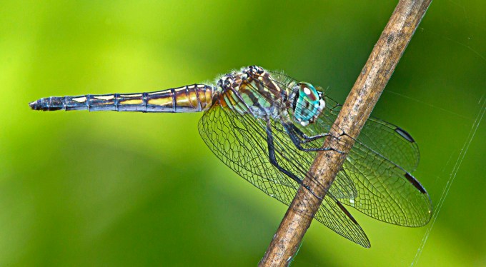 Blue Dasher at my Pond