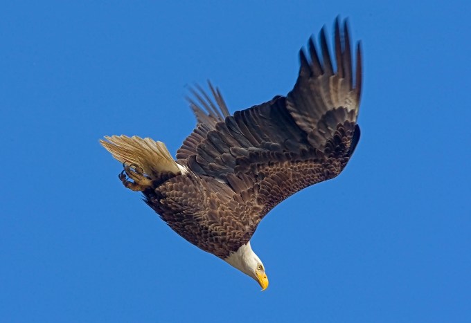 eagle bwr 09_MA_1100 hs