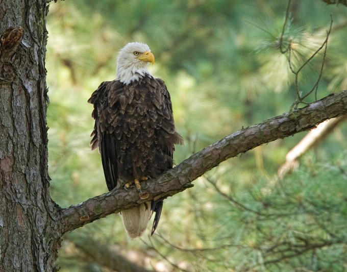 Eagle BWR 09_MA_8909cc1