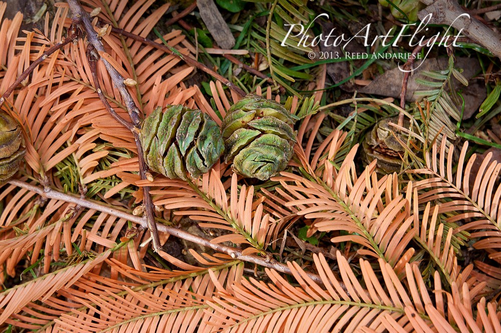 Golden Larch_80I0413