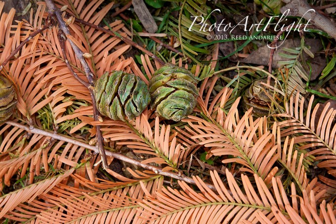 Golden Larch_80I0413