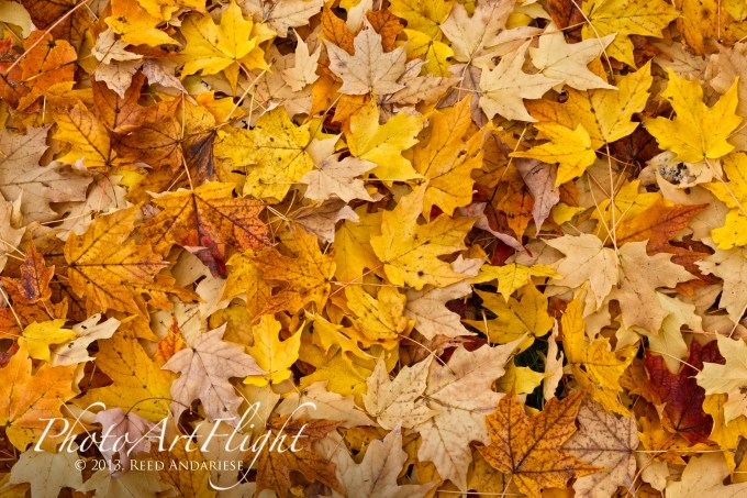 leaves_43G7821