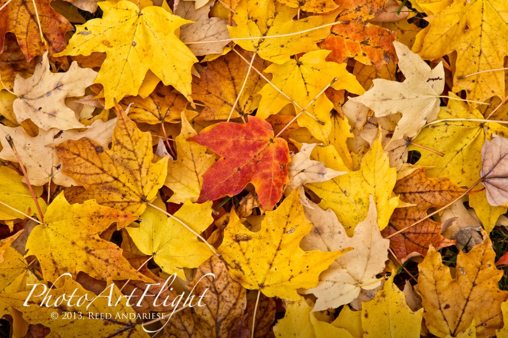 leaves_43G7837