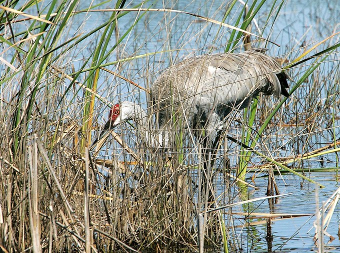 LakeWoodruffNWR_Page_072