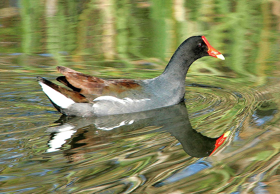 LakeWoodruffNWR_v6 full B_Page_067