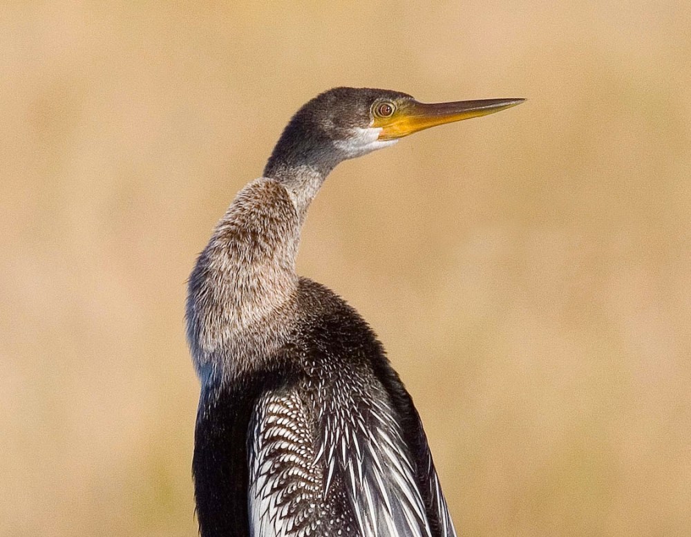 LakeWoodruffNWR_v6 full B_Page_119