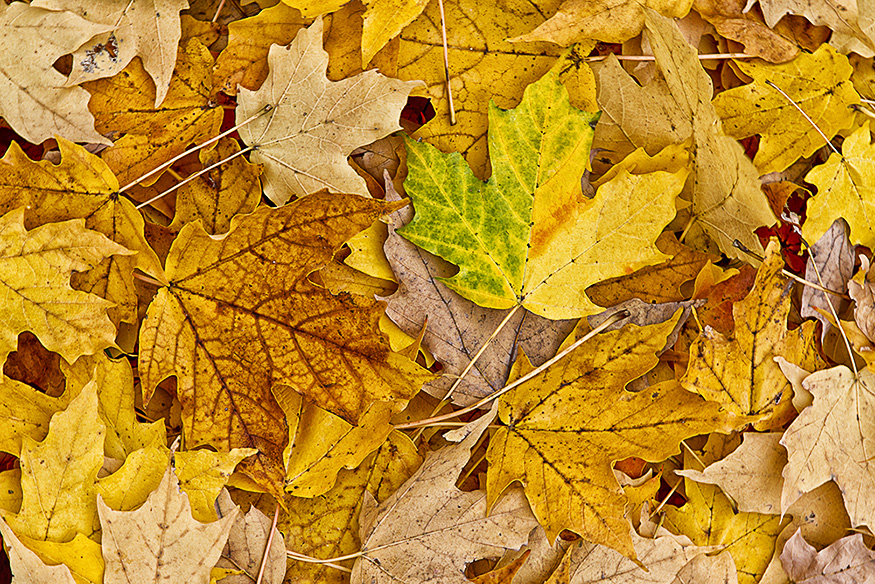 maple leaves_43G7898