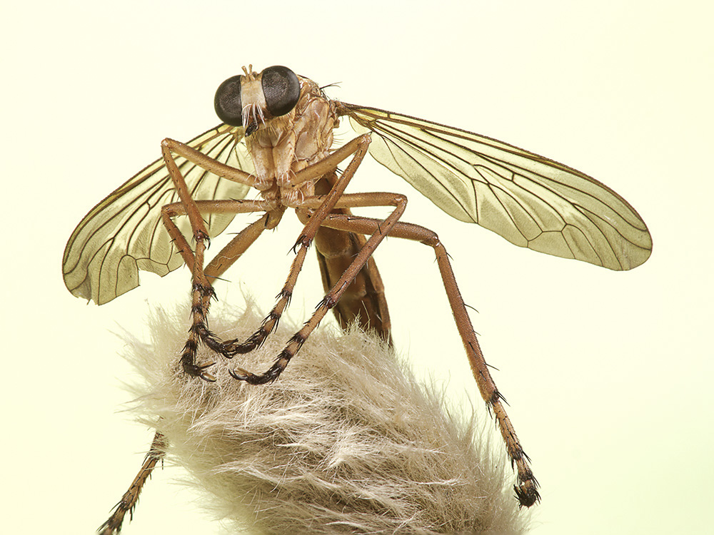 Robber 4stack GH2 v2