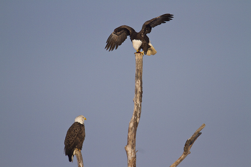 bwr eagles_MG_2688 2