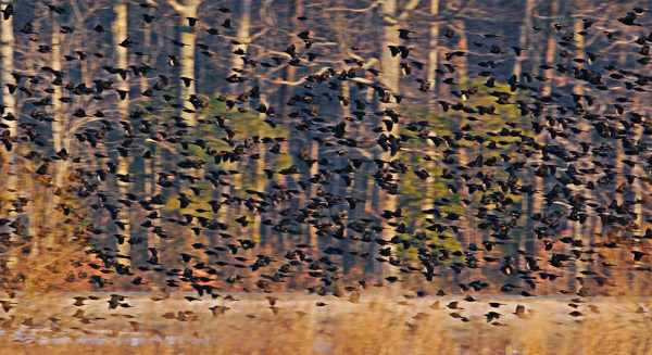 bwr red wing blkbrds_MG_4309