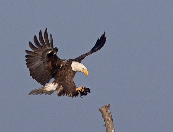 Eagle BWR 07 380I5033c hs