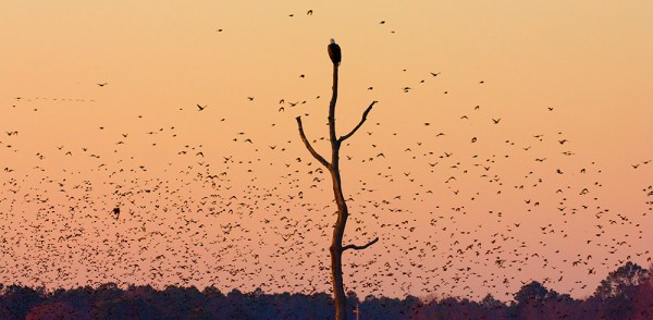 Eagles BWR 07_Y9F9007