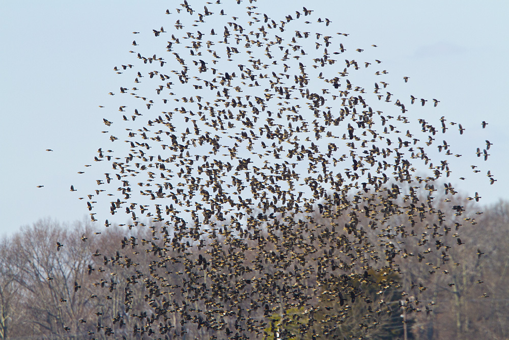 Red-winged Blackbirds_MG_8184
