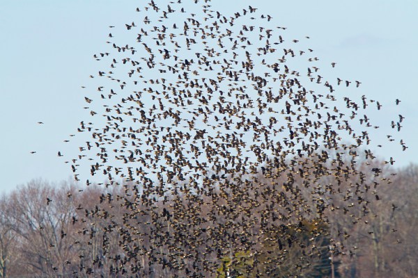 Red-winged Blackbirds_MG_8184