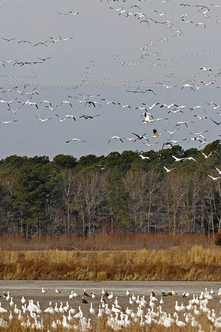 bwr sno gees_MG_4829