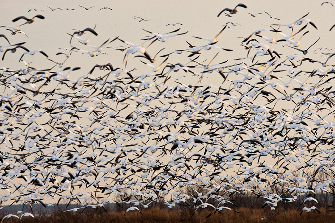 bwr sno geese_80I0034