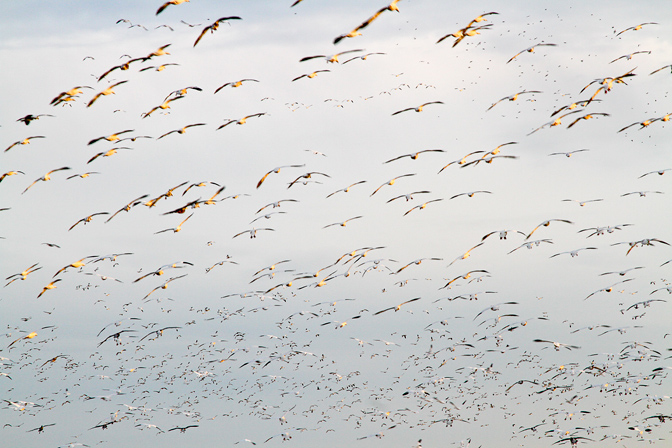 bwr sno geese_MG_2320 v2