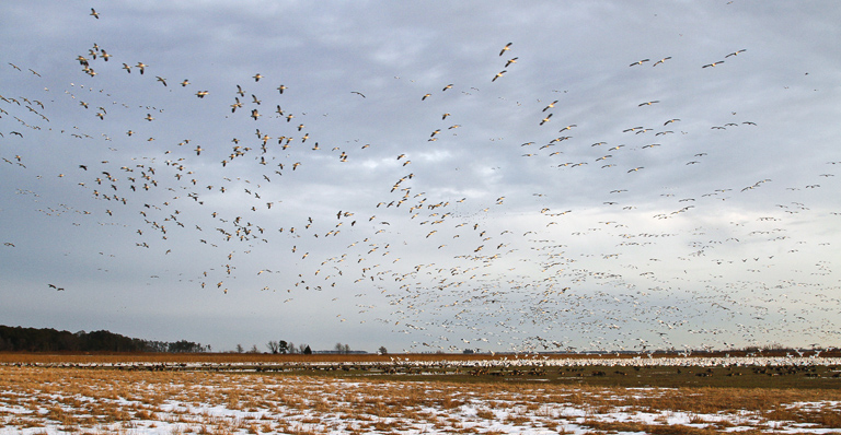 bwr sno geese_MG_2326