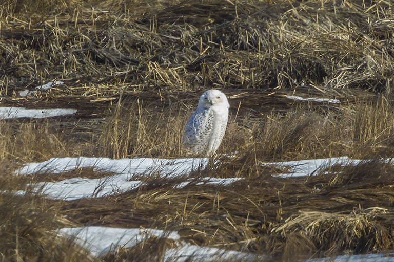 _43G0368 a 2x 14x crp