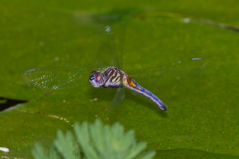 Blue Dasher Flying_43G9506