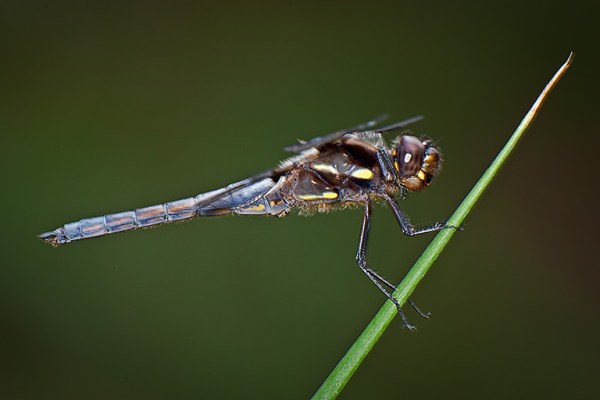 Blue Dasher_80I9925 v3