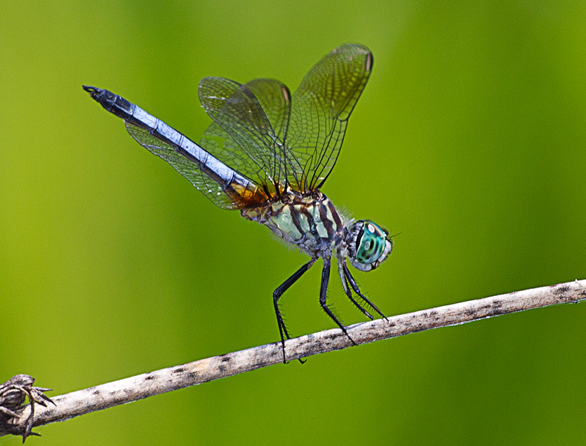 Blue_Dasher_43G9333 a