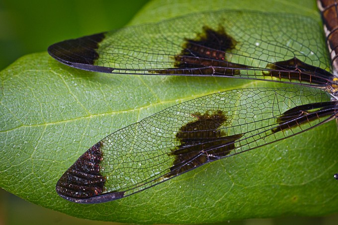 Skimmer wing_MG_0251 v2