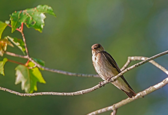 _43G0254 v1 Northn Rough-winged Swallow v4