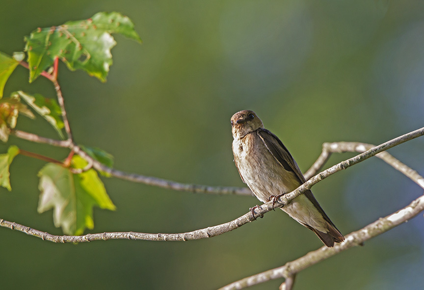 _43G0254 v1 Northn Rough-winged Swallow v4