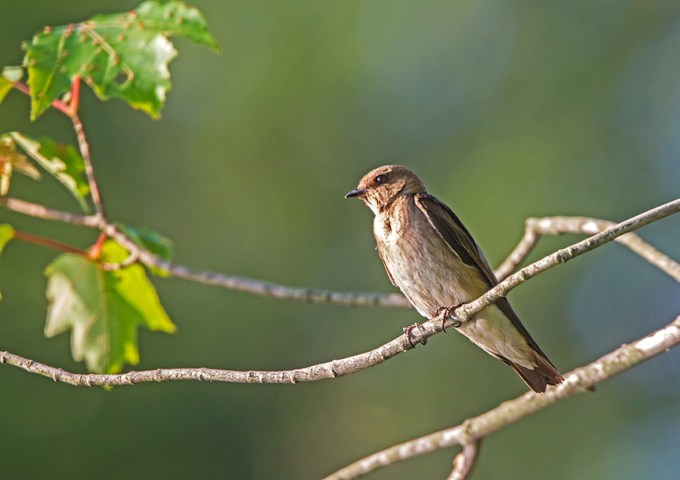 _43G0258 Northn Rough-winged Swallow adultv3