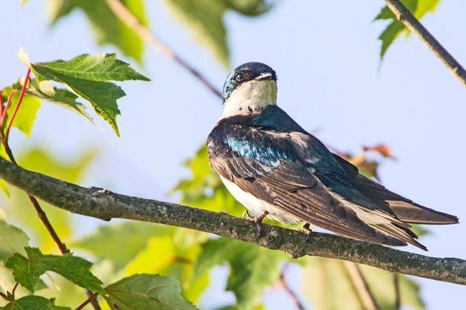 _43G0385 Tree Swallow v4
