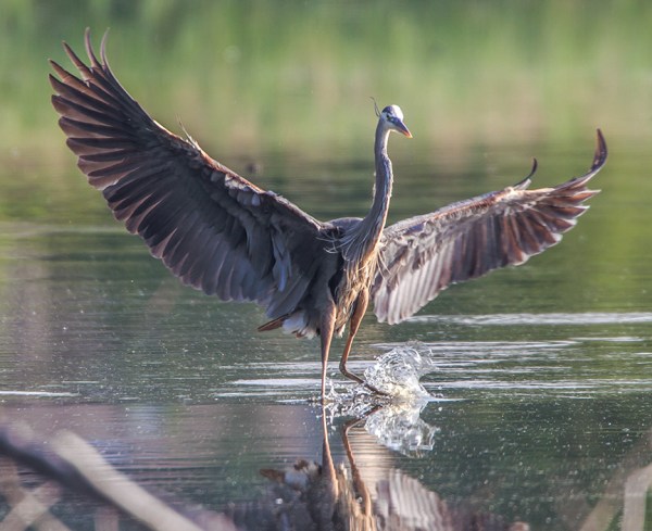 _43G0528 CF GBH Landing v4a