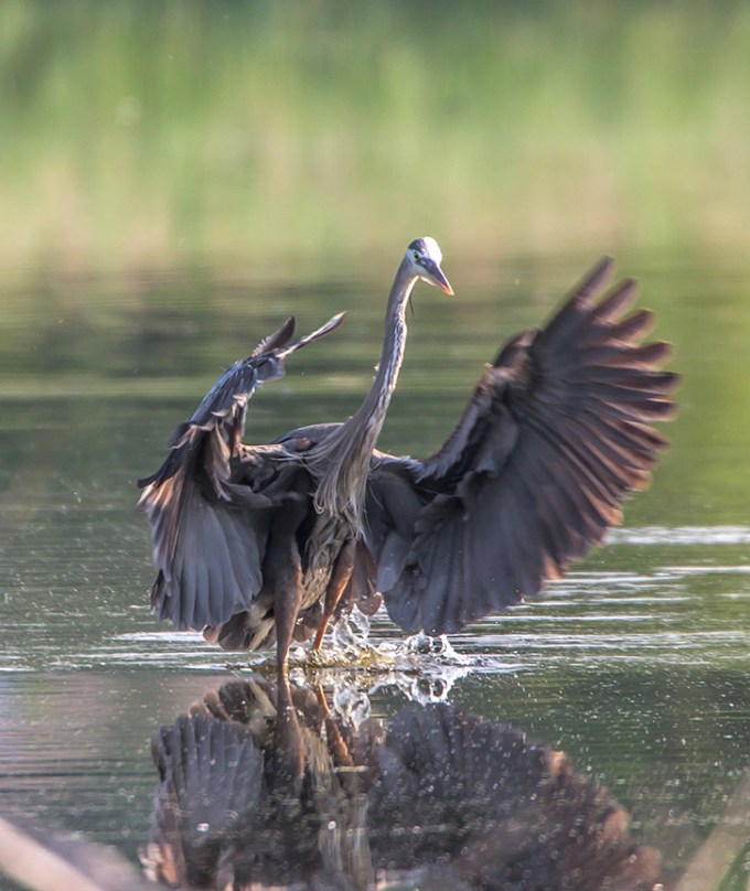 _43G0529-2  GBH CF v5