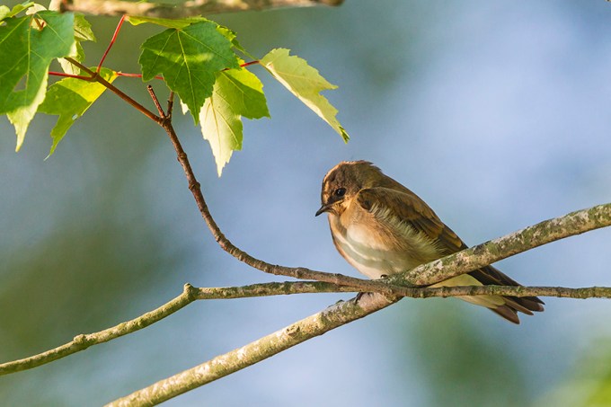 _43G0624 cf Northn Rough-winged swallow juv v2