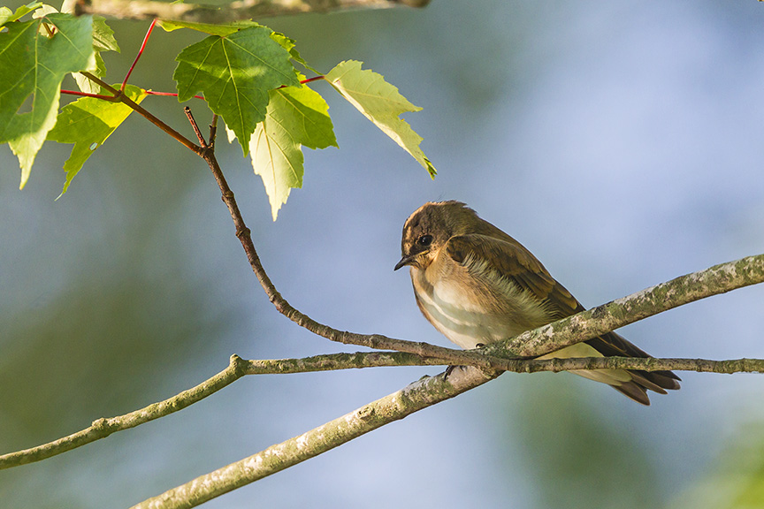 _43G0624 cf Northn Rough-winged swallow juv v2