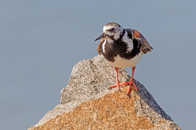 _43G1418 v2 Brig Ruddy Turnstone v2