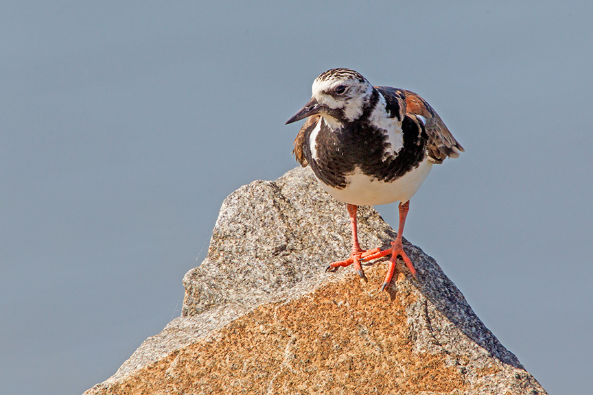 _43G1418 v2 Brig Ruddy Turnstone v2