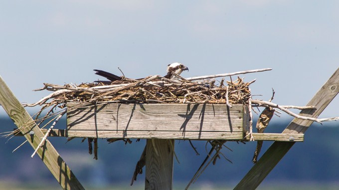 _43G2317 Osprey nest platform