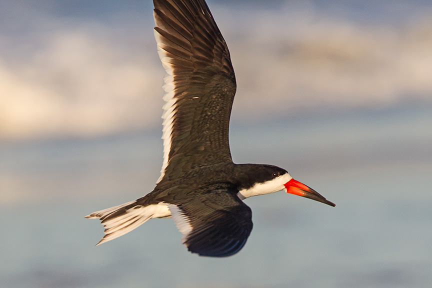 _43G3873 Black Skimmer v3