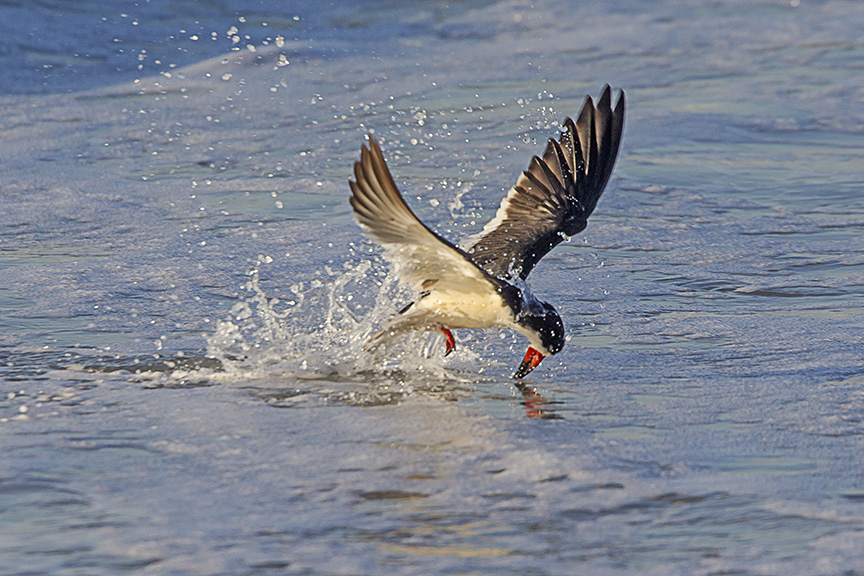 _43G3991 Black Skimmer v2