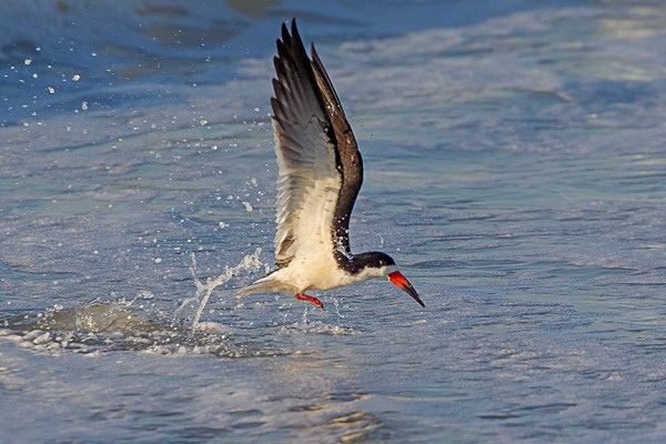 _43G3992 Black Skimmer