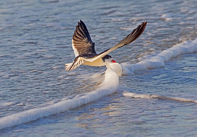 _43G4002 Black Skimmer v3