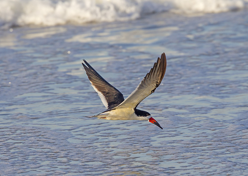 _43G4006  Black Skimmer v3