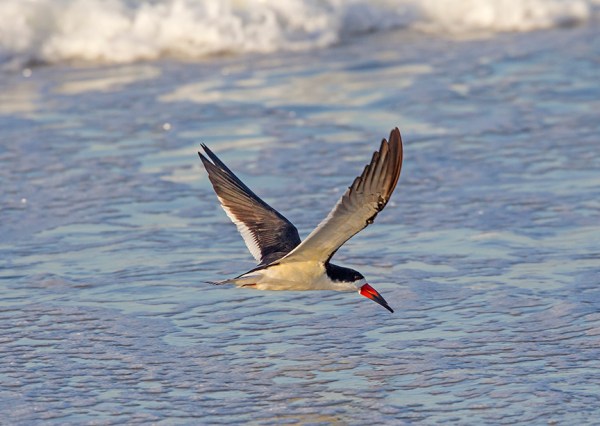 _43G4006  Black Skimmer v3