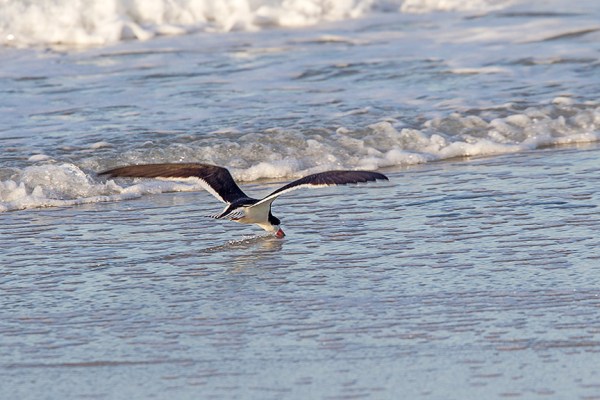 _43G4008 Black Skimmer v3