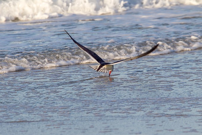 _43G4009 Black Skimmer v2